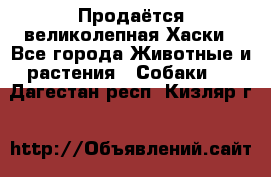 Продаётся великолепная Хаски - Все города Животные и растения » Собаки   . Дагестан респ.,Кизляр г.